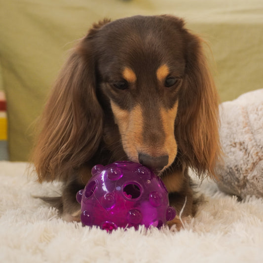 a dog is playing dailyhoo Floatable Smart Glow Ball