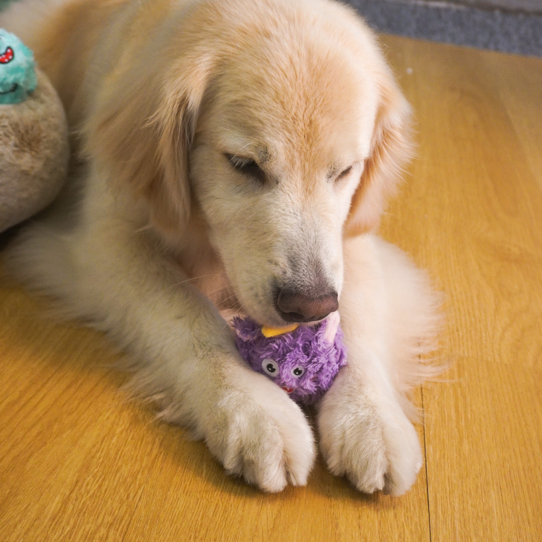 Squeaky Plush Ball Dog Toy – Soft Chew Toy for Indoor Play