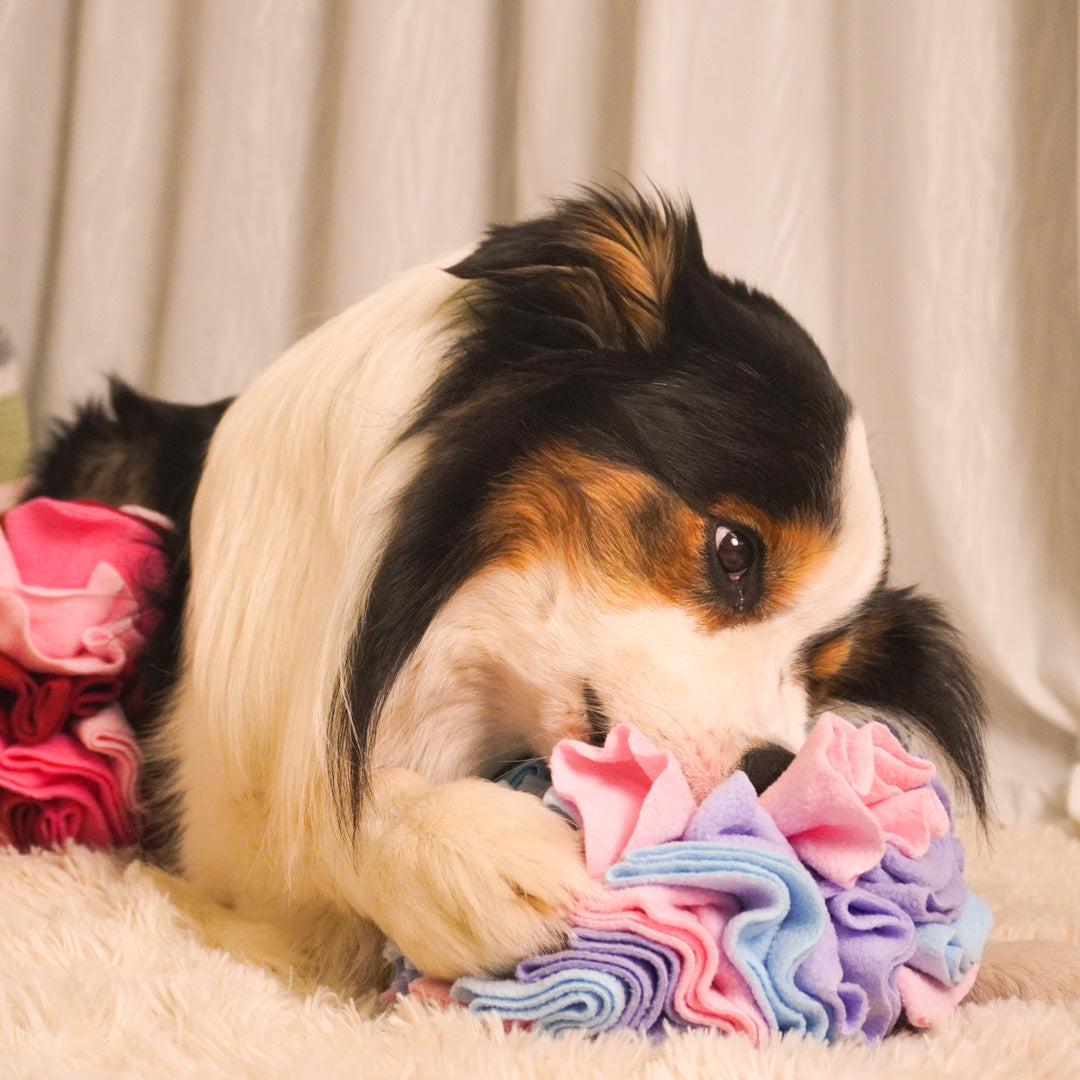 Dailyhoo Hide and Seek Snuffle Ball Dog Toys