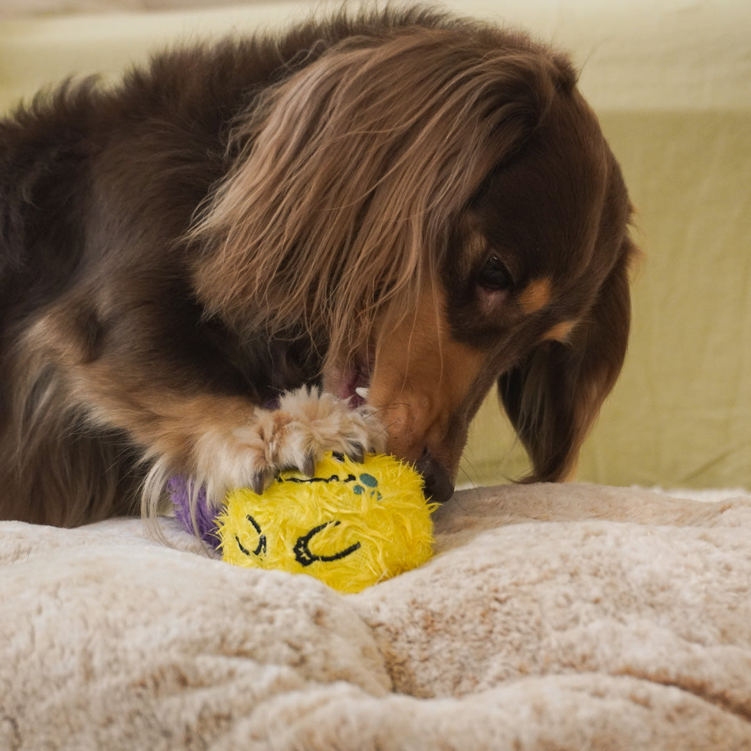 Squeaky Plush Ball Dog Toy – Soft Chew Toy for Indoor Play