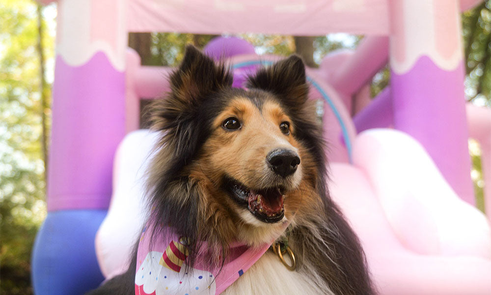 Best Inflatable Bounce Houses That Won’t Ruin Your Backyard Party