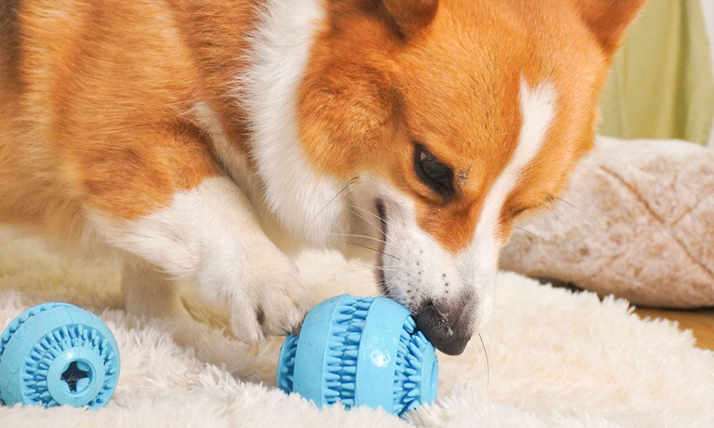 How to Choose Toys for Dogs Home Alone: Prevent Boredom and Bad Behavior