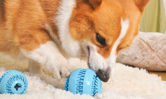 How to Choose Toys for Dogs Home Alone: Prevent Boredom and Bad Behavior
