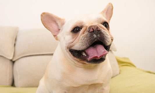 Can Dog Toys Help Clean Teeth Naturally?