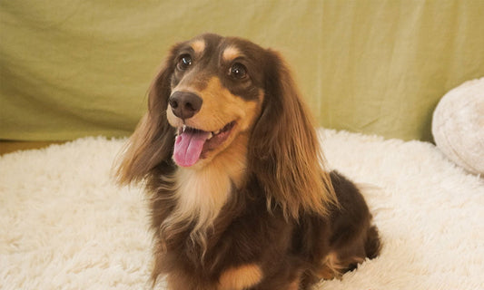 Beware of Anxiety Attacks: Dailyhoo Puzzle Toys Calm Your Pup