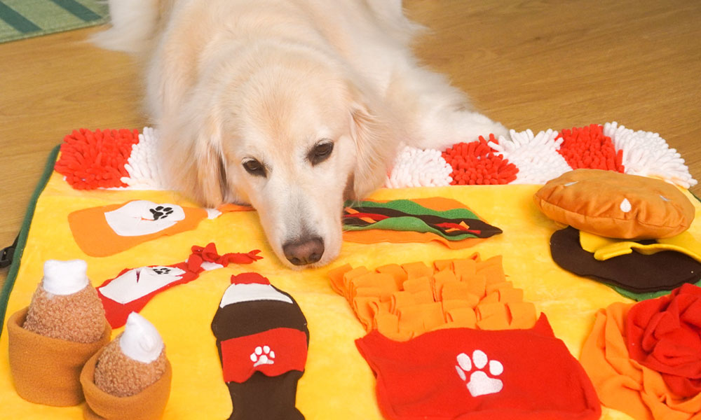 Fetch Frenzy: Keeping Smart Dogs Engaged When You're Not Home