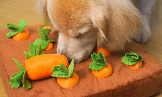 Can Puzzle Feeders Replace Obedience Training?