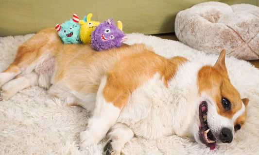 How to Stop Dog from Chewing Furniture?
