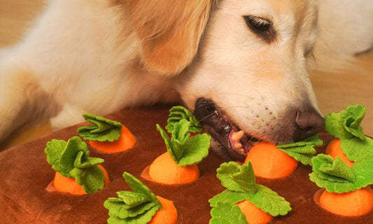 Dog Bored at Home? 5 Interactive Toys That Keep Pets Busy and Happy