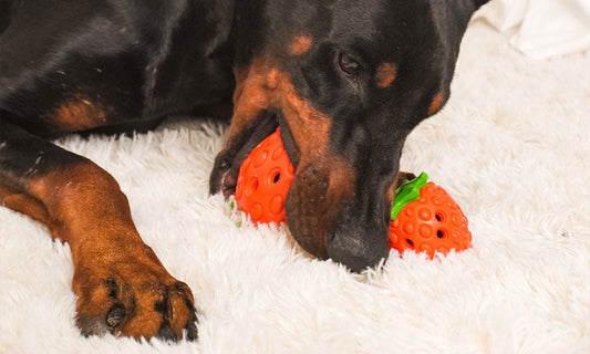 Is Your Dog Getting Enough Mental Stimulation?