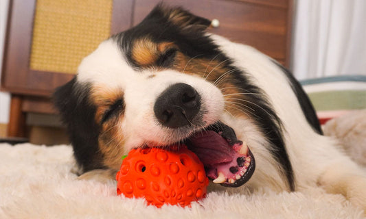 Do Interactive Dog Toys Help with Anxiety?