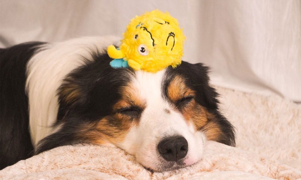 Built for Zoomie Sessions: Why DailyHoo Toys Are More Than Just Playthings