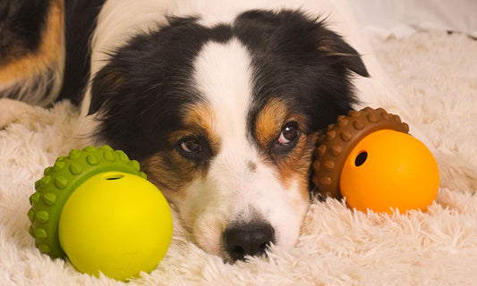 How to Choose the Best Interactive Dog Toy: A Complete Buying Guide