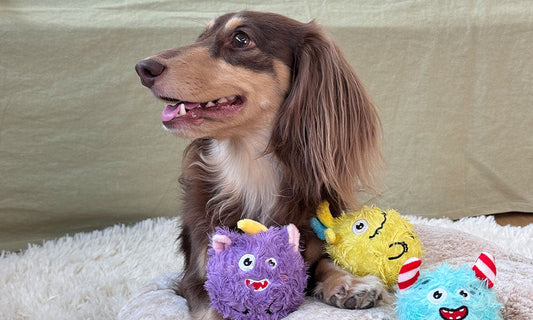 Why Your Dog Gets Bored of Toys Quickly — And How Interactive Dog Toys Can Help