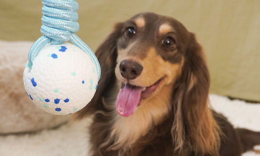 How to Create Endless Fun at Home with Dailyhoo: A Step-by-Step Guide to Interactive Dog Toys and Inflatable Bounce Houses