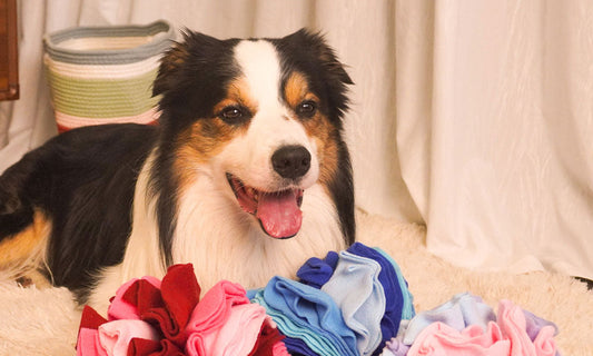 How to Find the Best Toy for High-Energy Dogs: A Stress-Free Selection Guide