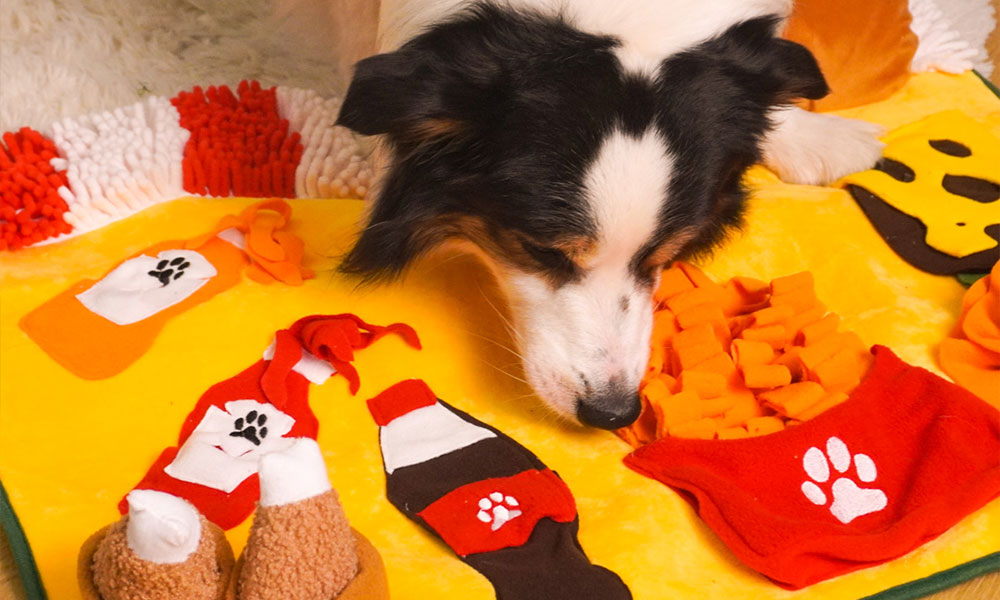 How to Select Smart Pet Toys That Actually Work: What to Know Before You Buy