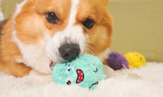 Do Interactive Toys Help Reduce Anxiety in Dogs?