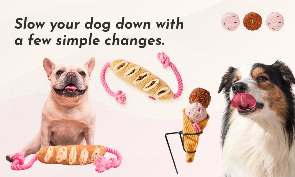 How to Stop My Dog From Eating Too Fast: 8 Simple Ways to Slow Mealtime Down
