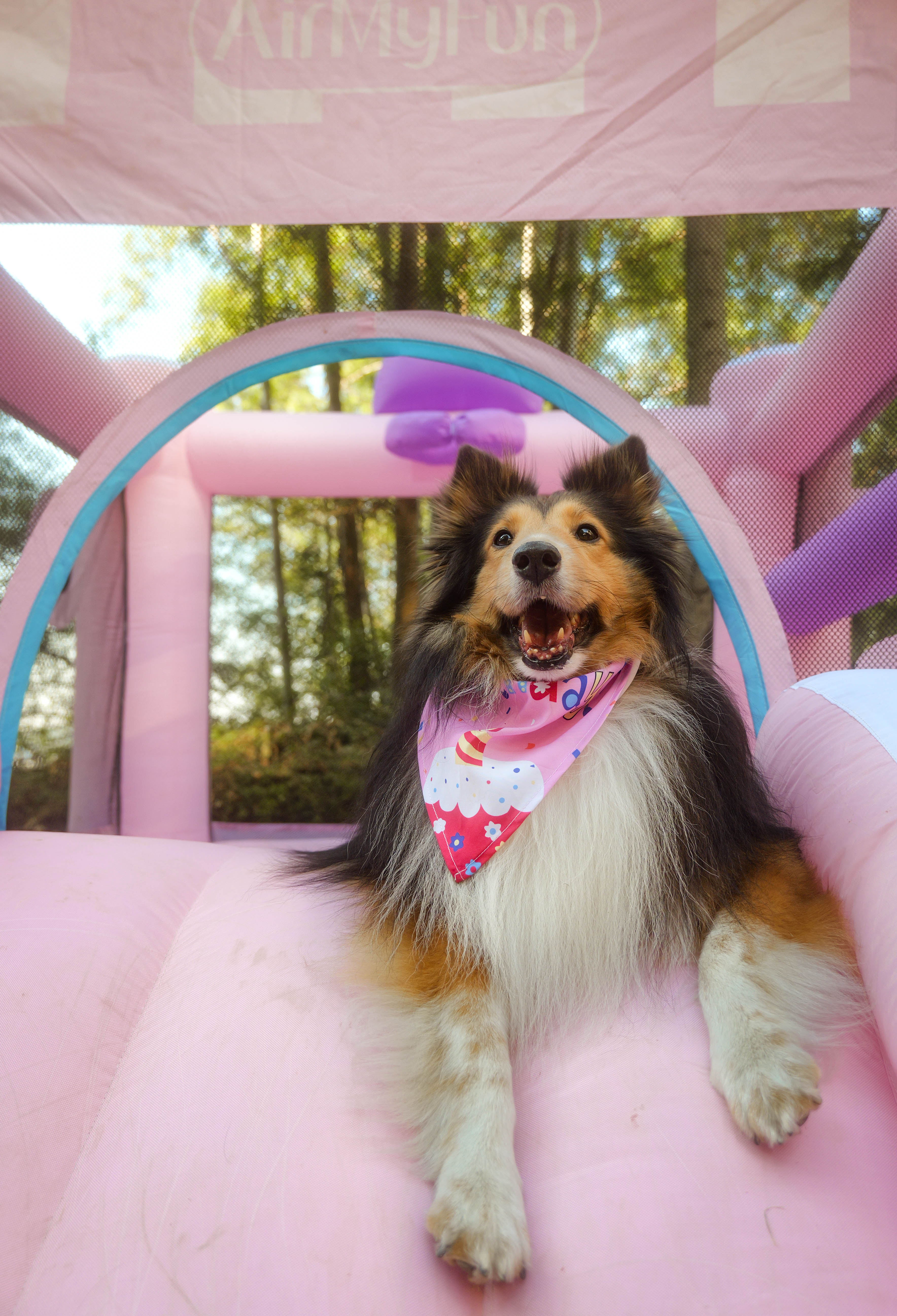 The Ultimate Backyard Adventure: Dogs, Bounce Houses, and Pure Joy