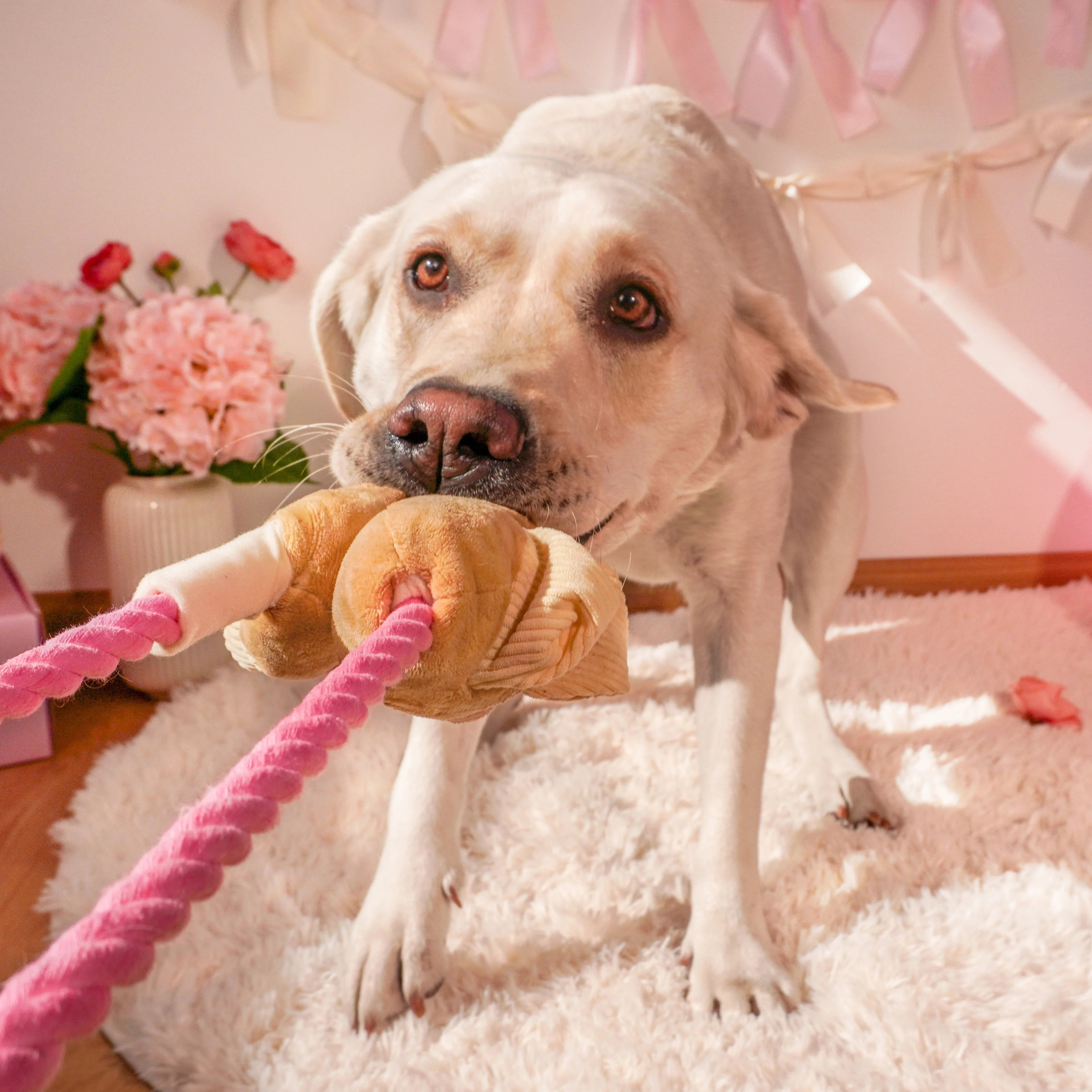 Interactive Dog Toys