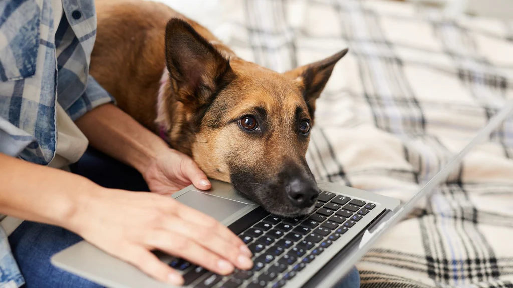 Boredom Starts in the Quiet Hours