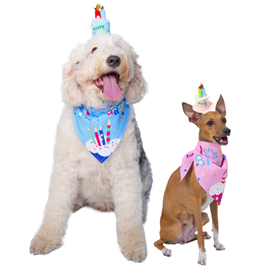 Doggo Birthday Celebration Box