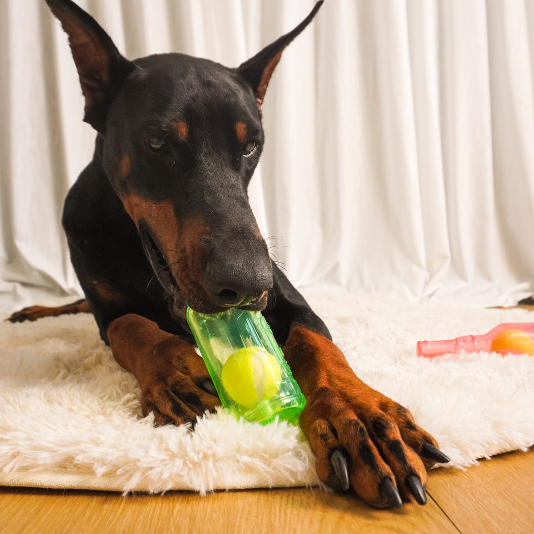 a dog is playing dailyhoo Floating Fetch Toy