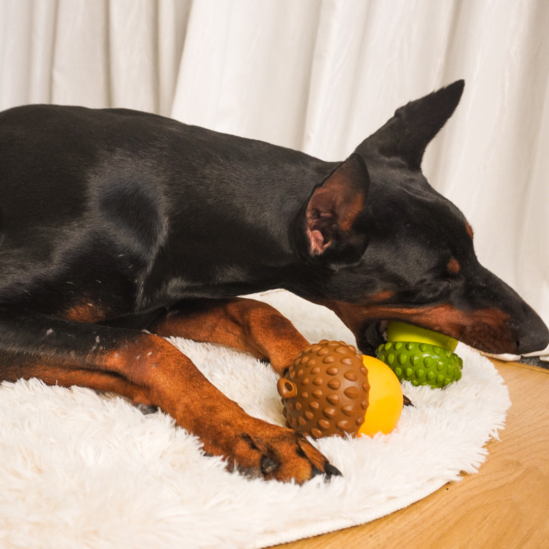 Acorn Puzzle Dog Toy – Treat Dispensing & Teething Chew Toy