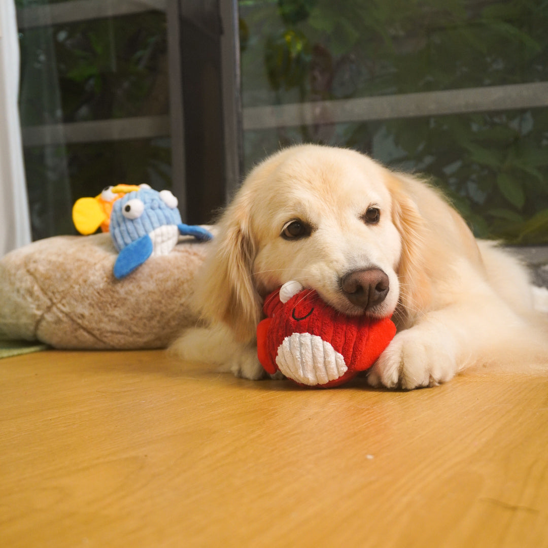 Sea Animal Squeaky Dog Toys – Shark, Crab & Fish Plush Set