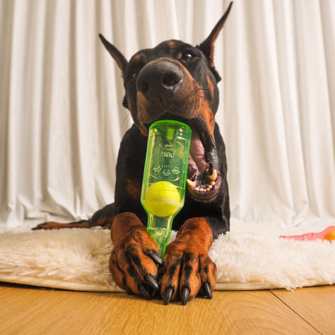 dailyhoo Interactive Floating Fetch Toy is a good choice for dogs