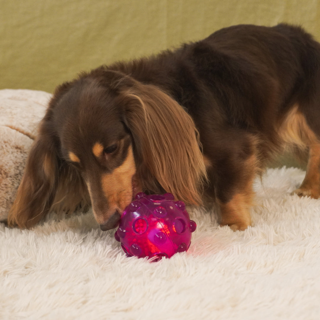 a dog is playing dailyhoo Floatable Smart Glow Ball
