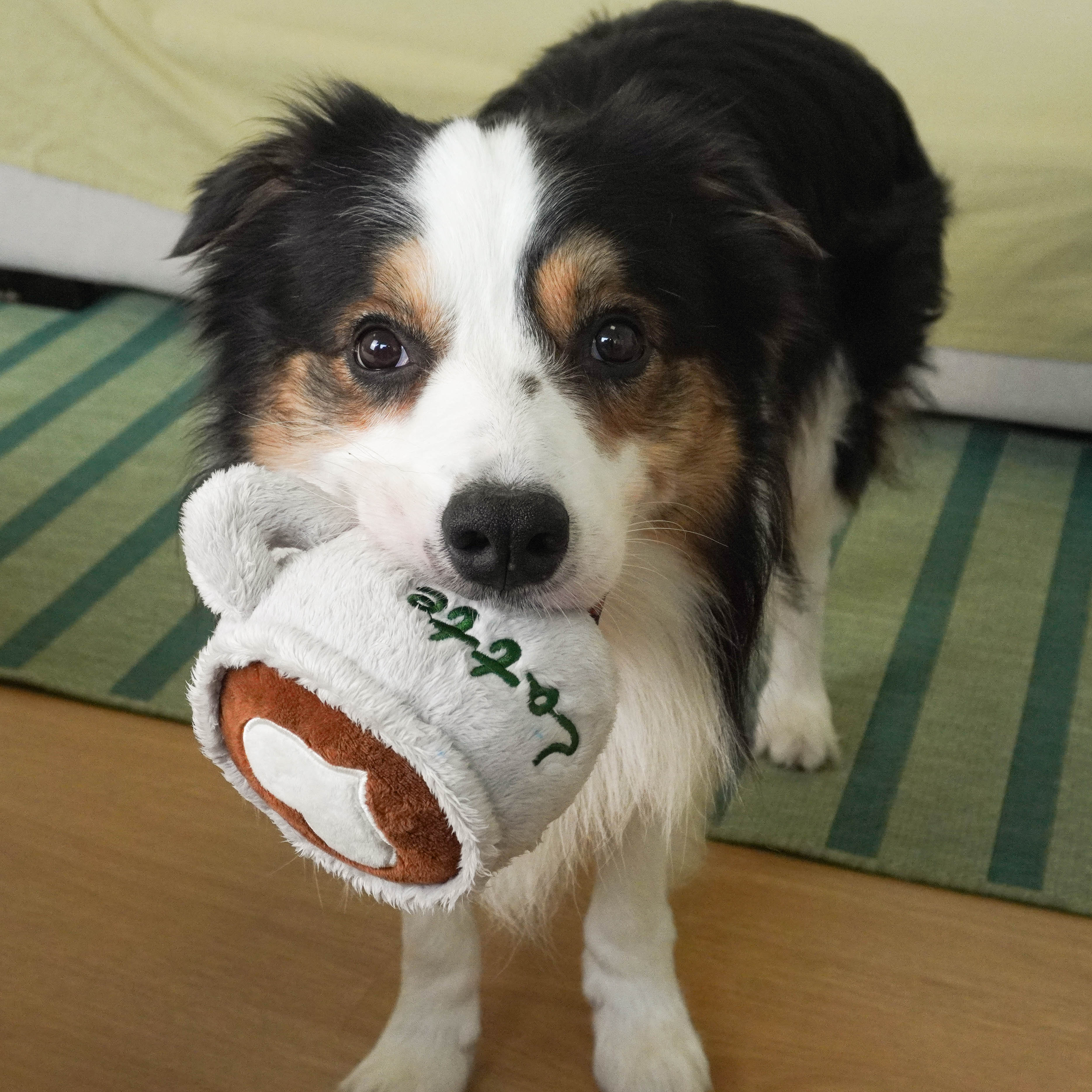 A cute Australian Shepherd dog holding a grey and brown latte cup shaped plush squeaky toy with 