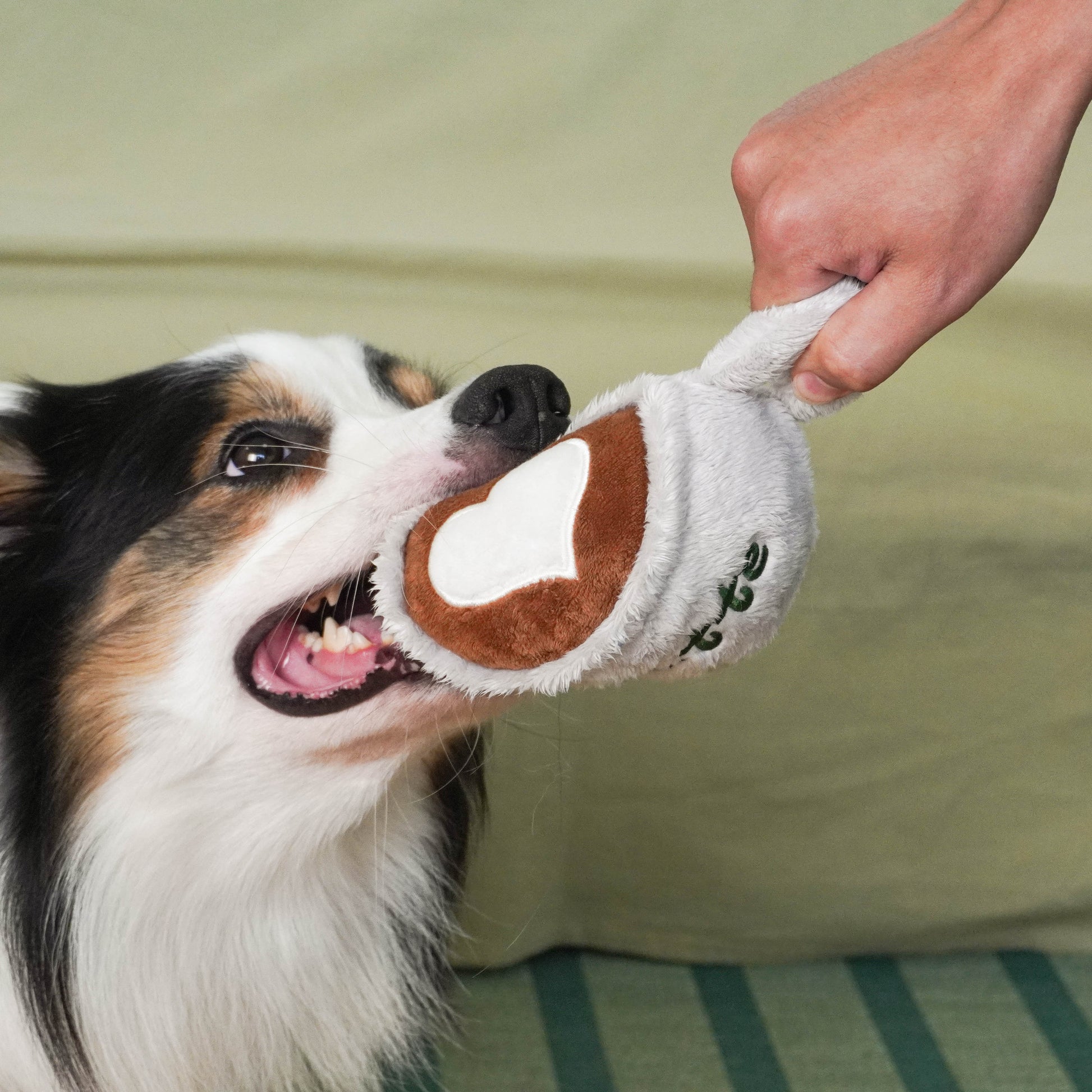 A playful Australian Shepherd dog tugging on a grey and brown latte cup shaped plush squeaky toy, held by a person's hand, showing its teeth during play.