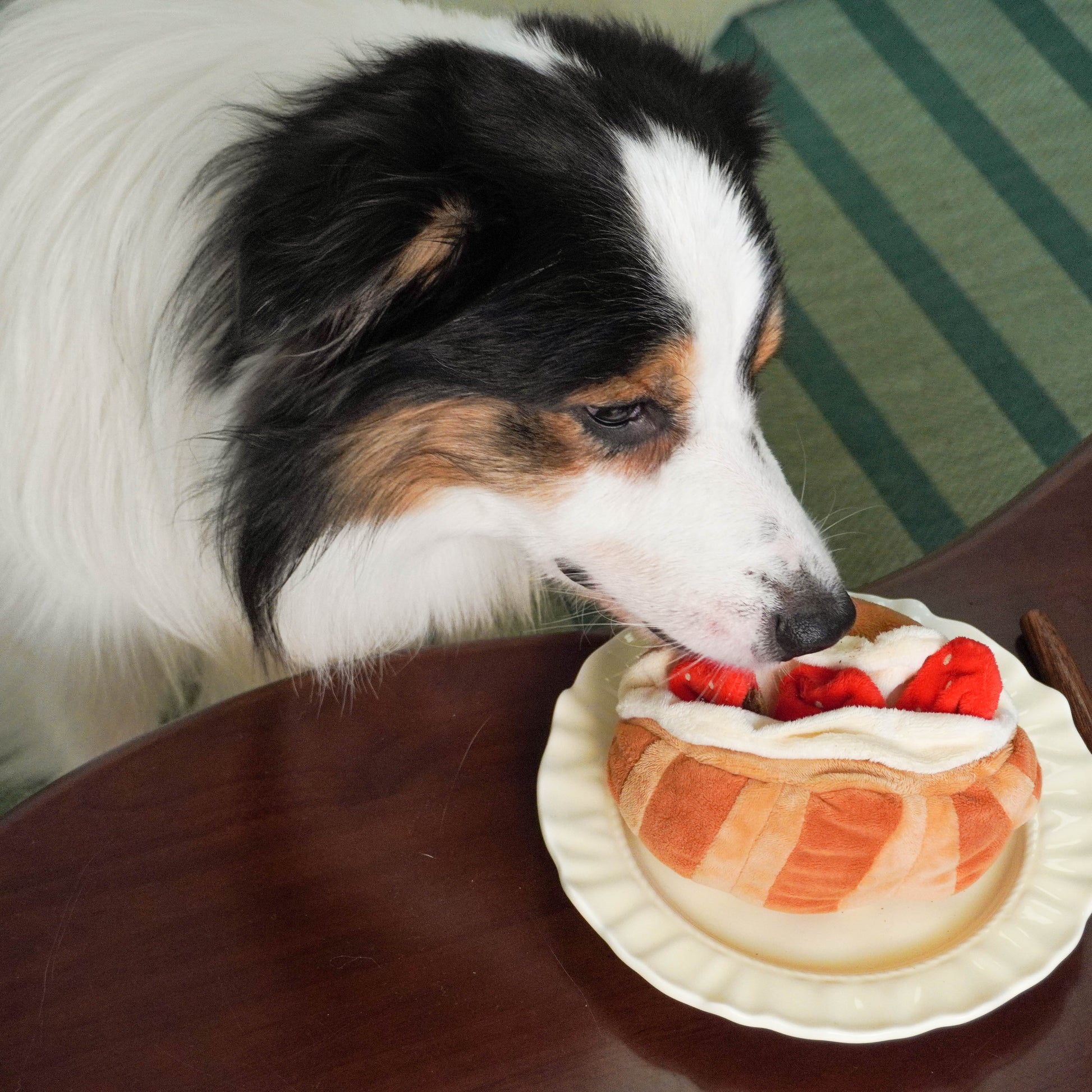 Tricolor Australian Shepherd dog closely sniffing a plush strawberry croissant dog toy sitting on a small white plate, highlighting the toy's realistic appearance for interactive nosework and enrichment play.