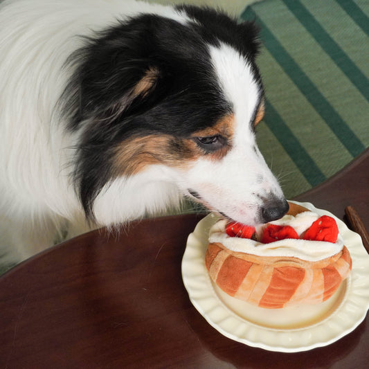 Tricolor Australian Shepherd dog closely sniffing a plush strawberry croissant dog toy sitting on a small white plate, highlighting the toy's realistic appearance for interactive nosework and enrichment play.