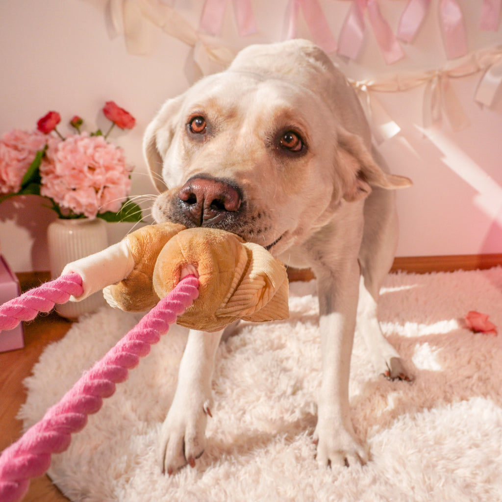 Picnic Pals Plush Toy Collection – Interactive Enrichment Plush Dog Toys