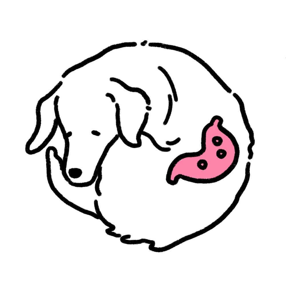 Why Fast Eating Can Be Harder on Dogs Than It Looks