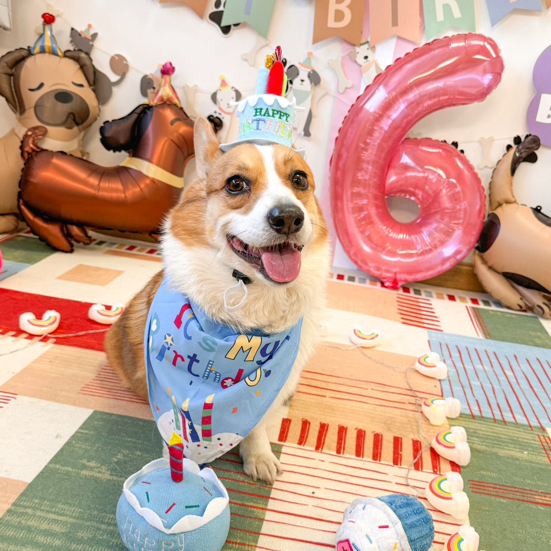 happy birthday with dailyhoo gift box