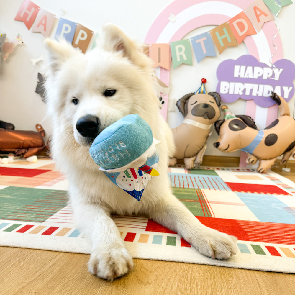 a dog is playing with dailyhoo gift box