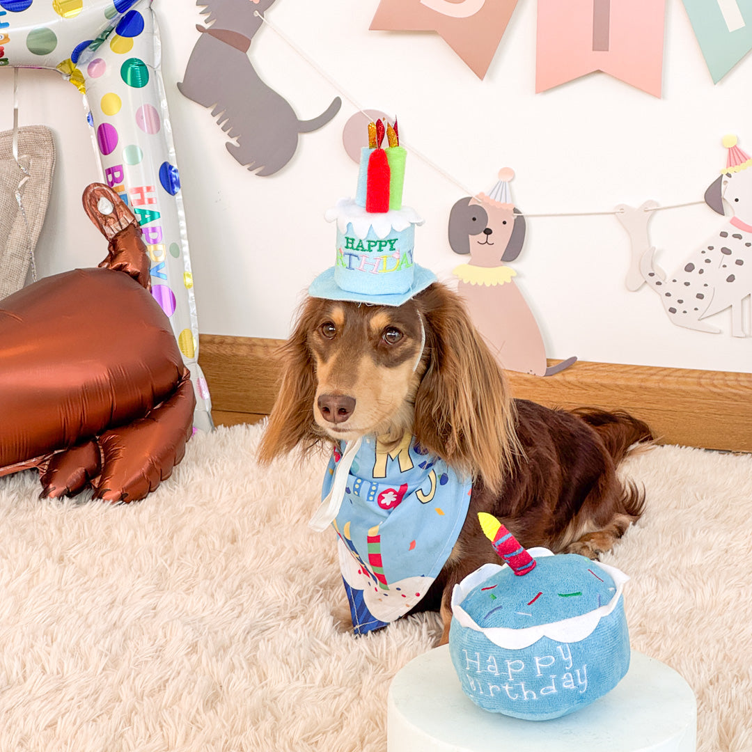 happy birthday with dailyhoo gift box