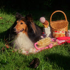 Puppy Picnic Tote – 2-in-1 Storage Bag & Picnic Mat for Plush Toys